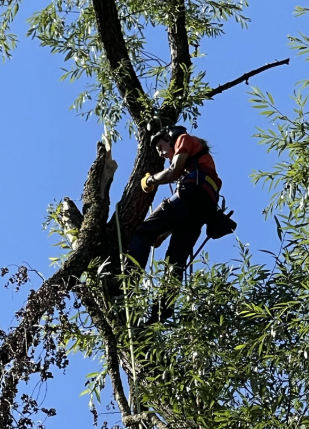Thomas Weigel bei der Arbeit im Baum