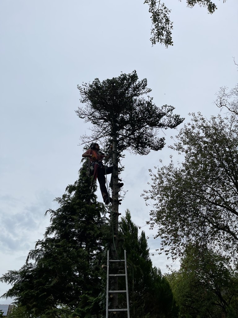 Baumpflege in der Höhe an einem Nadelbaum