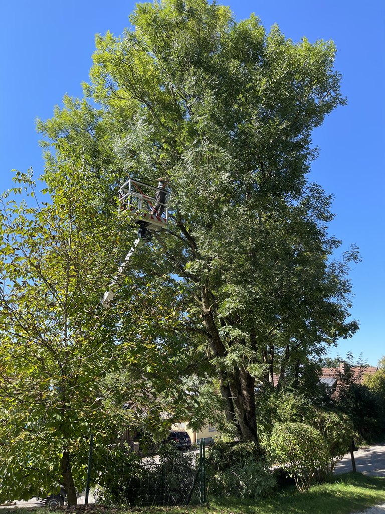Kronenpflege an einem großen Baum
