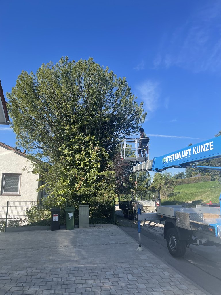 Baumpflege an einem straßenseitigen Baum