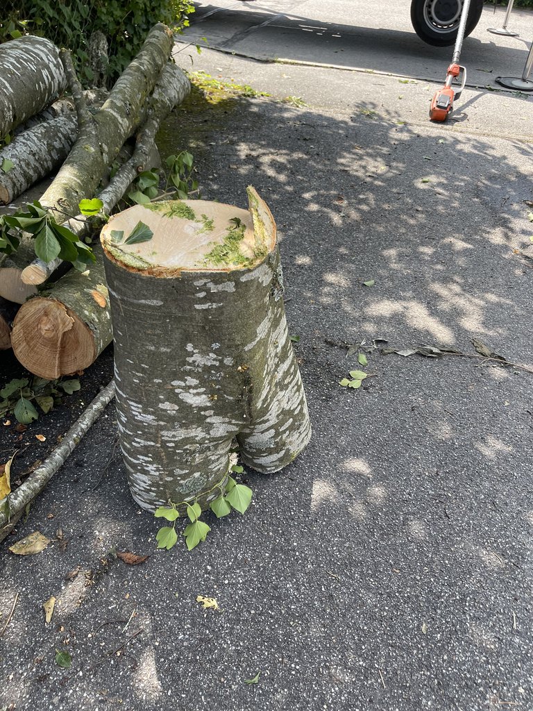Baumstamm nach einer Fällung