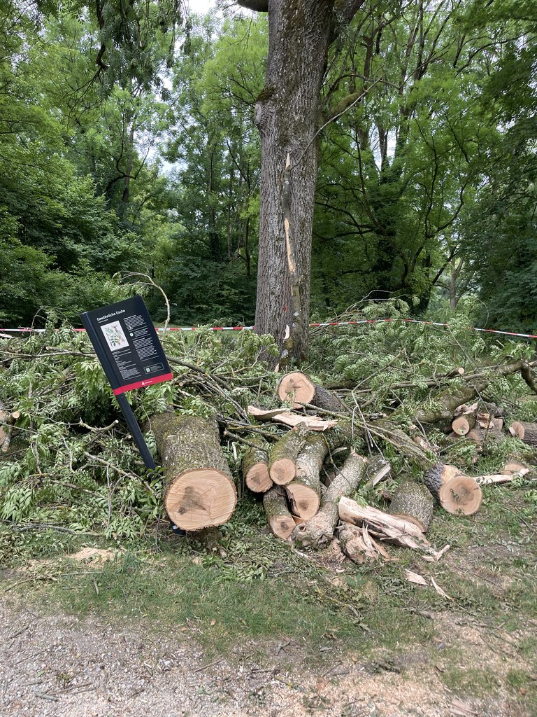 Gefällter Baum mit aufgearbeitetem Stammholz