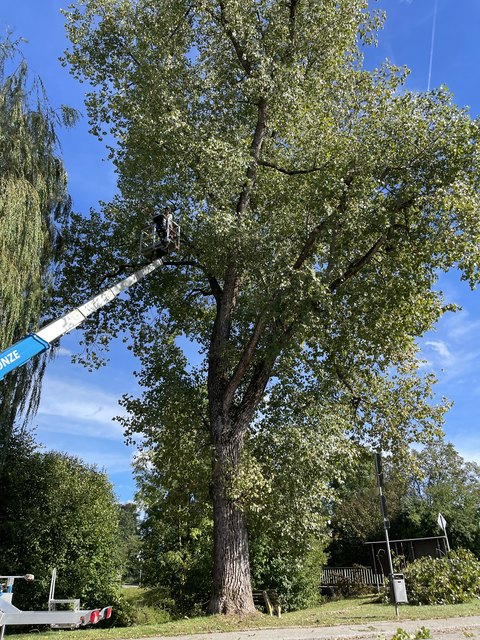 Baumpflege an einem großen Baum mit Hubarbeitsbühne