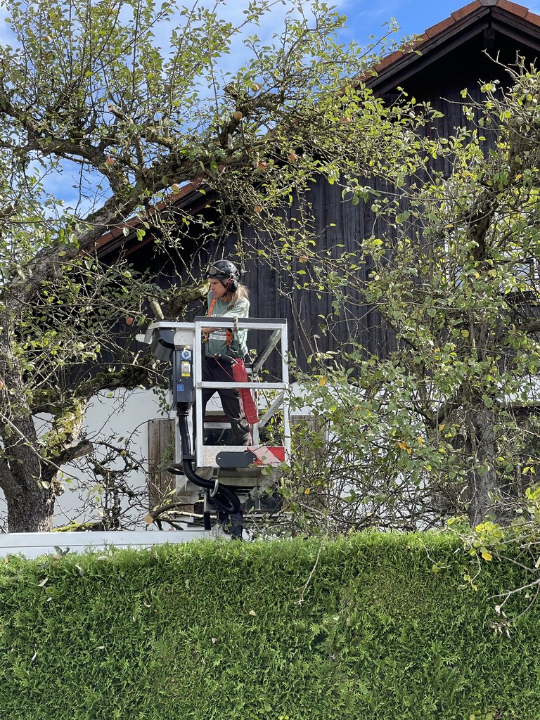 Baumpflege aus der Arbeitsbühne im Astwerk
