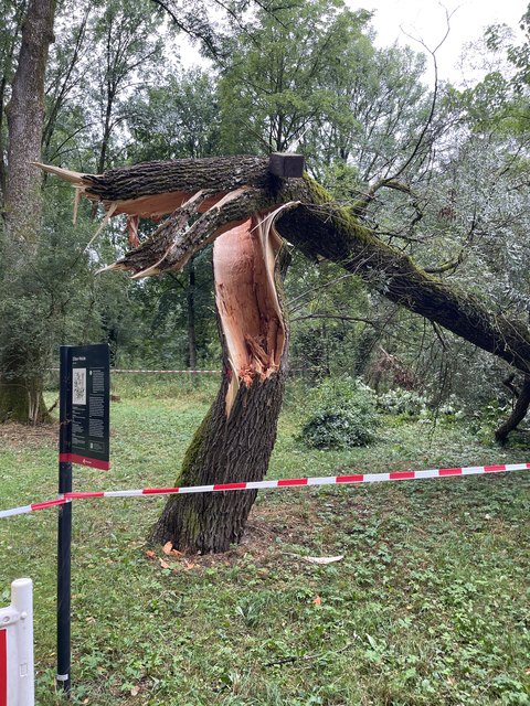 Sturmbruch an einem Baumstamm