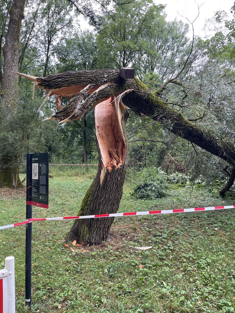 Sturmbruch an einem Baumstamm