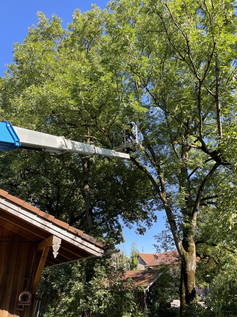 Weite Ansicht einer Kronenpflege mit Arbeitsbühne