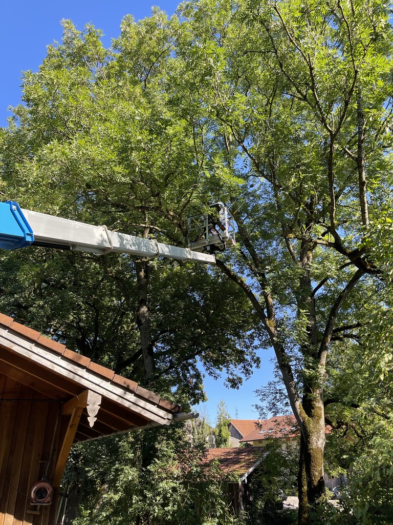 Weite Ansicht einer Kronenpflege mit Arbeitsbühne